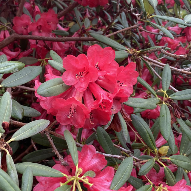 Dreamy Nature in Royal Botanic Gardens (Edinburgh)