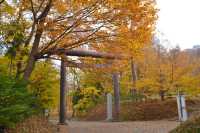 Hokkaido Shrine & Maruyama Park – The Spiritual Heart of Sapporo 🍁⛩️🌸