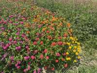 【兵庫】あわじ花さじき