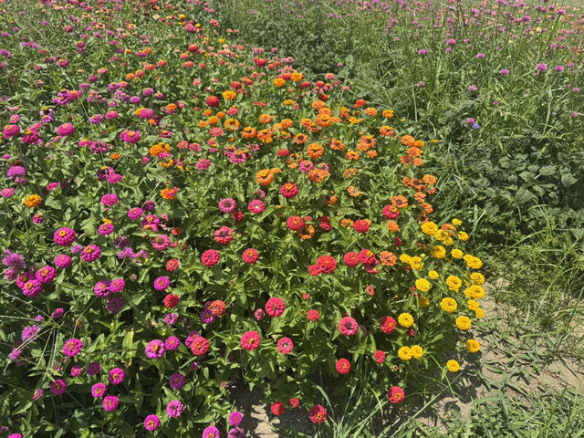 【兵庫】あわじ花さじき