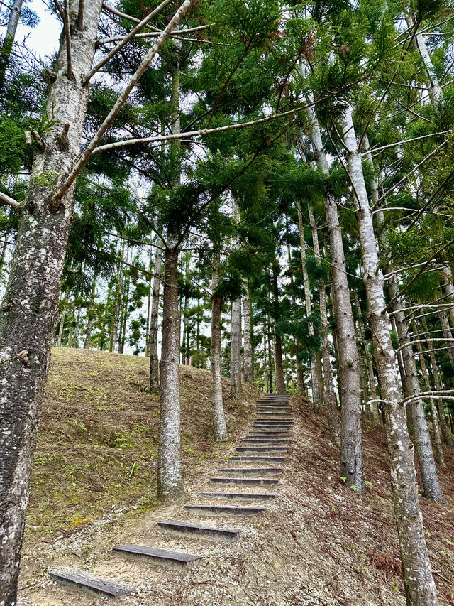 🌲 Taman Saujana Hijau – A Green Escape for Walks, Jogs & Fresh Air 🌿 🌲 Taman Saujana Hijau – A Green Escape for Walks, Jogs & Fresh Air 🌿
