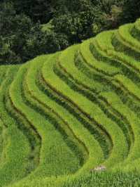 Discover Longji: China’s Stairway of Rice and Wonder