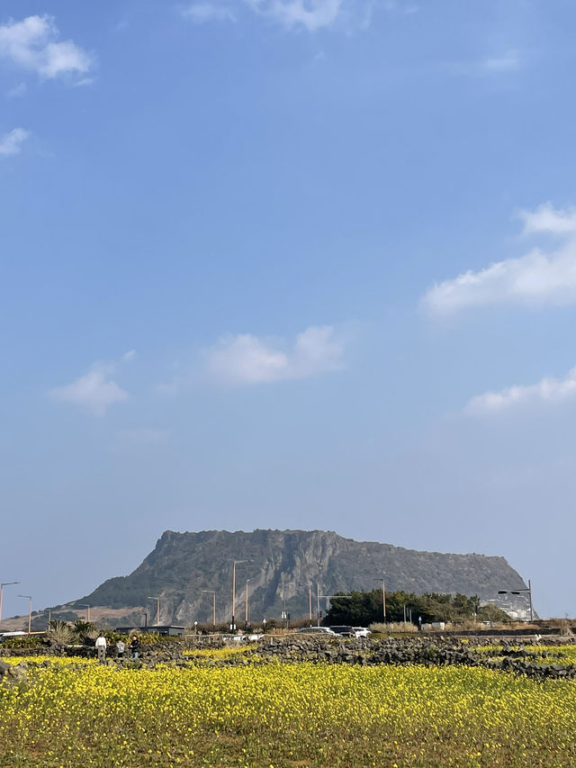 제주 동부 유채꽃밭 포토스팟 체험기 🌼