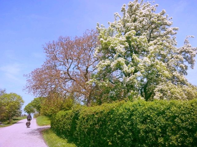 Cycling Through Denmark Freedom on Two Wheels