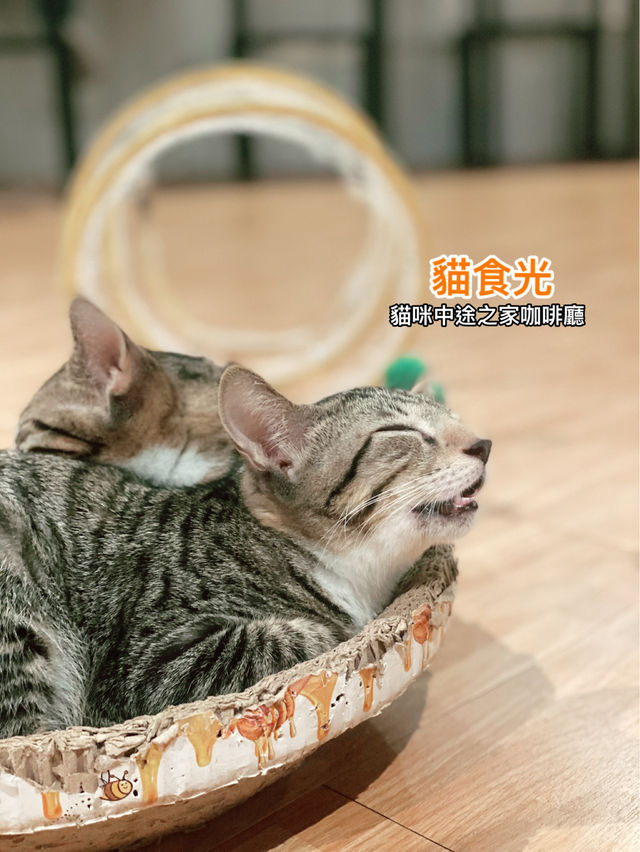 台北公館 貓食光 陪伴貓貓的新去處