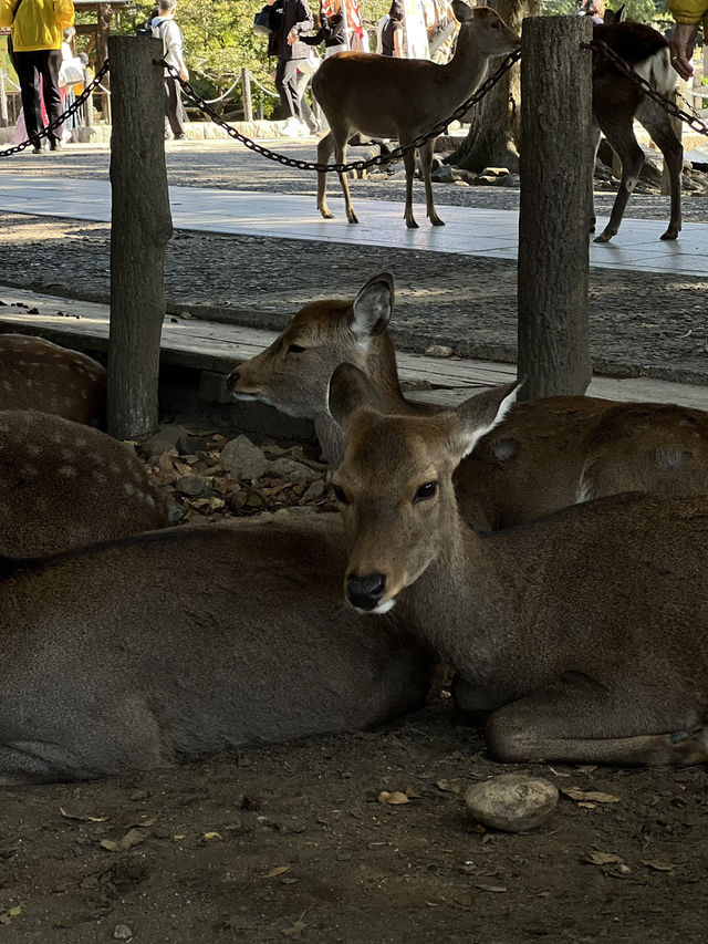 🦌 Day Trip to Nara – Gardens, Deer & Matcha 🍦