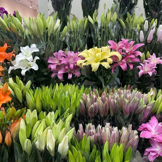 Kunming in Bloom✨