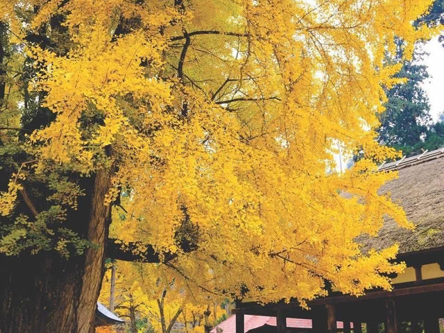 🍂 Top Autumn Spots to See Ginkgo Trees in Fukushima, Japan 🍂 🍂 Top Autumn Spots to See Ginkgo Trees in Fukushima, Japan 🍂