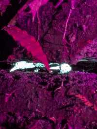 1StopBorneo Wildlife - Malaysia 