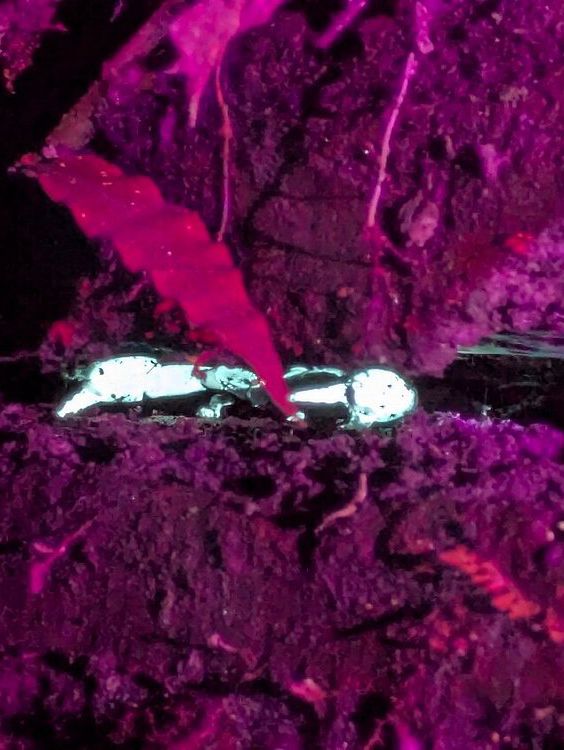 1StopBorneo Wildlife - Malaysia 