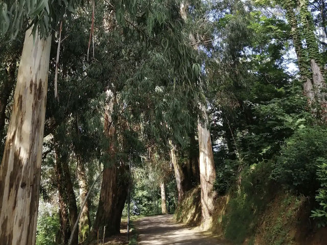 Batumi Botanical Garden