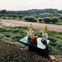 York Olive Oil Co