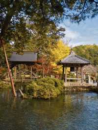 【旅行前に見て】観光攻略付‼️藤の花だけじゃない!💜🍁✨古刹を彩る美しい紅葉の庭園を楽しむ静寂の旅へ🙏