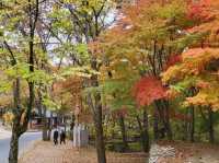 고즈넉한 사찰에서 단풍도 보고 국보도 보는 가을 여행 🧡