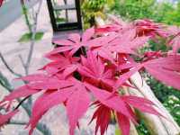 The Majestic Wanfenglin