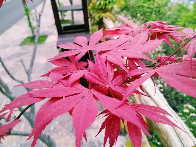 The Majestic Wanfenglin