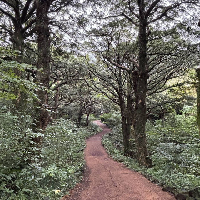 Bijarim Forest 비자림