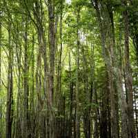 Ayrlies Garden and Wetlands