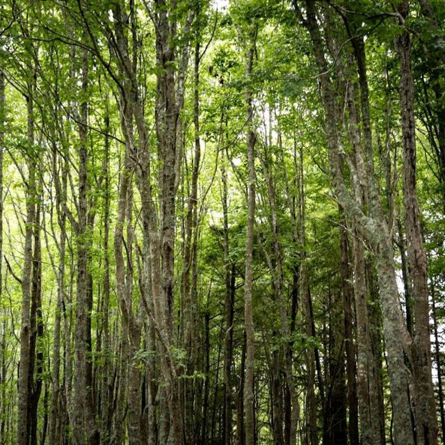 Ayrlies Garden and Wetlands Ayrlies Garden and Wetlands