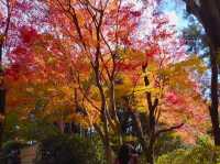 京都龍安寺秋日賞楓必到秘境🍁一場視覺與心靈的雙重盛宴