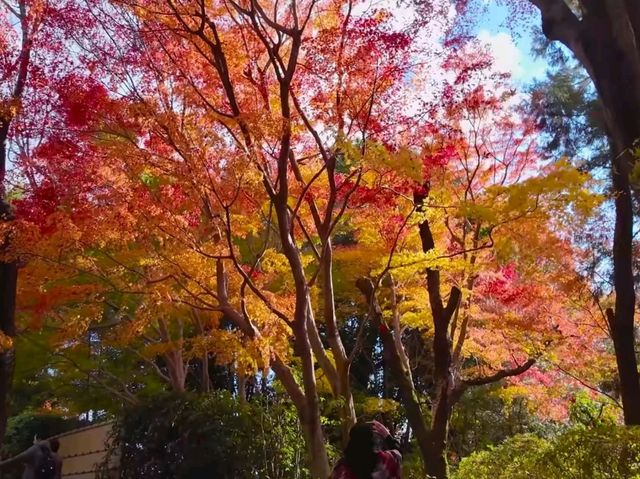 京都龍安寺秋日賞楓必到秘境🍁一場視覺與心靈的雙重盛宴