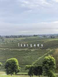 ไร่ชาฉุยฟง @เชียงราย