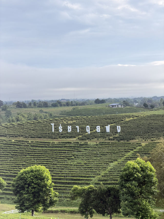 ไร่ชาฉุยฟง @เชียงราย