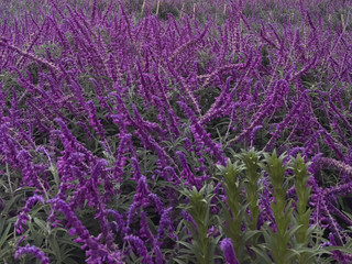 Sarune Cafe: Perpaduan Lavender, Pemandangan, dan Suasana
