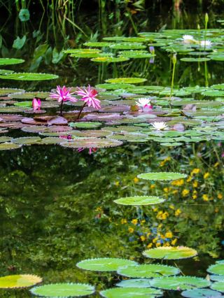 【岐阜・兵庫・高知】莫奈的池與庭園