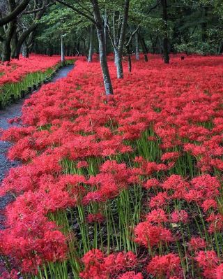 你有看過整個日本都被塗成紅色的樣子嗎？