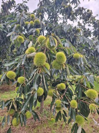 An Impromptu Chestnut Picking Session at a Tea Shop 🌰