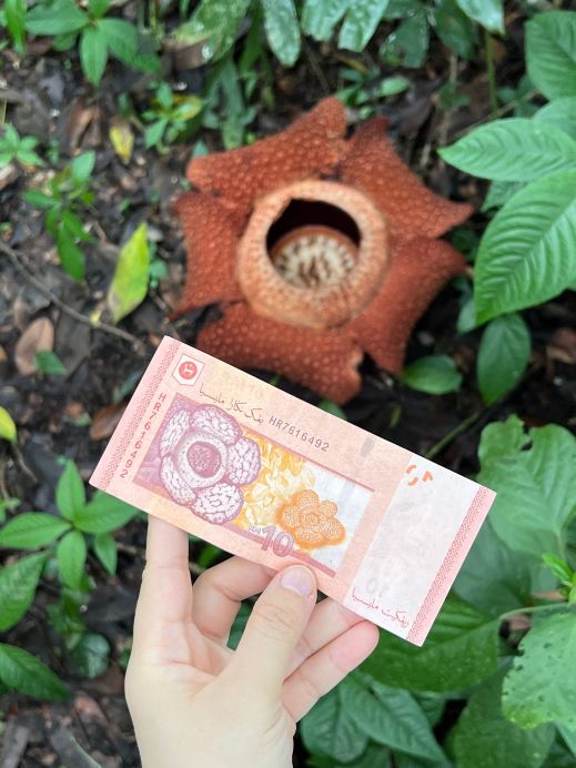 [Poring, Malaysia] Viana Rafflesia Garden | Hunting for the Legendary Giant Rafflesia! A Stunning Reality vs. Photo Experience.