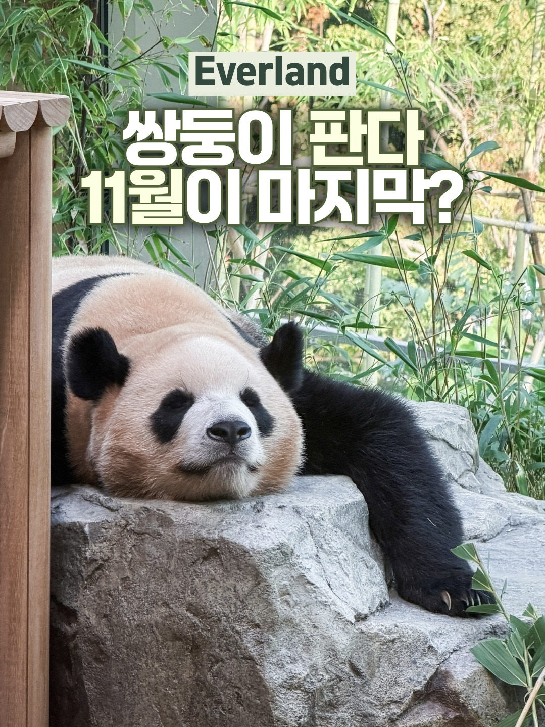 11월이 마지막! 한국에서만 볼 수 있는 쌍둥이 판다 루이바오 후이바오