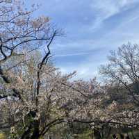High Park - Cherry Blossoms 🇨🇦