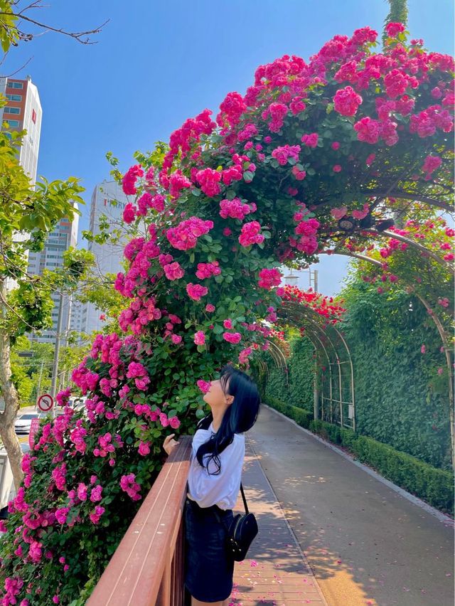 앞으로 한달 뒤 만날 수 있는 서울 장미스팟🌹