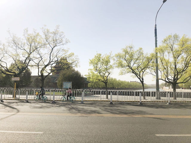 🌸🌳🍒Blossoms in Downtown Beijing! 🏙️