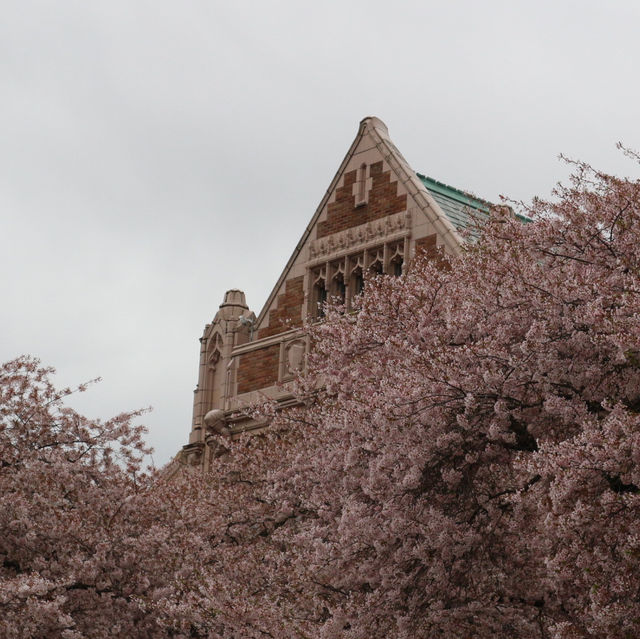 曇天の中でも鮮やかに映える桜とワシントン大学(シアトル)