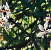 很幽靜美麗的社區植物園
