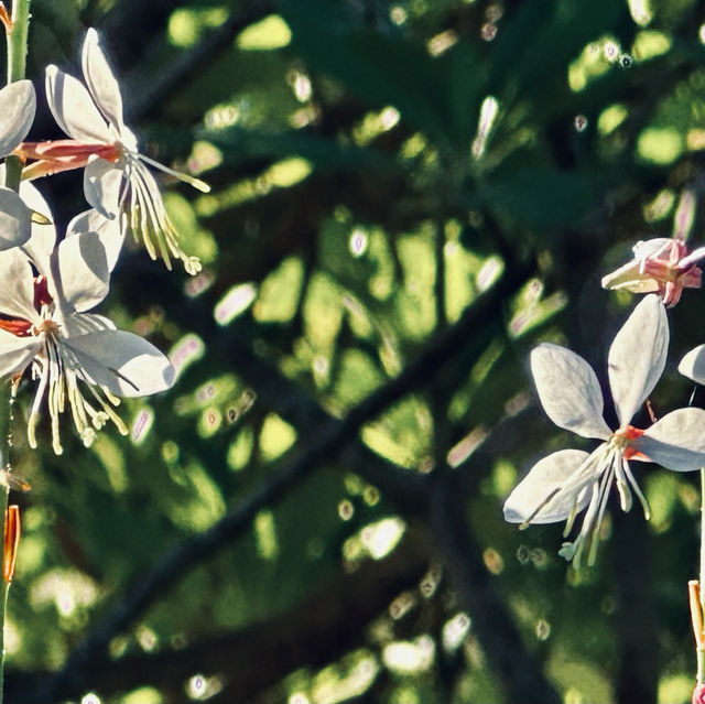 很幽靜美麗的社區植物園