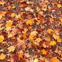 Beautiful Autumn 🍂 in High Park Toronto