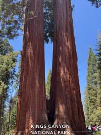 Sequoia Trip