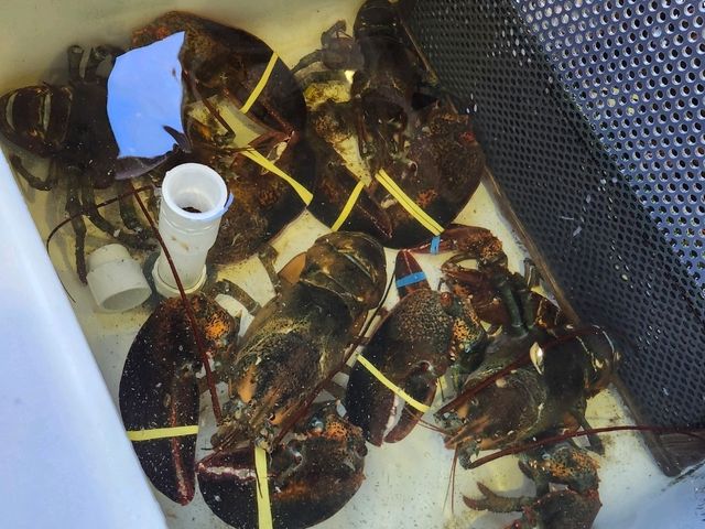 新鮮な海鮮！