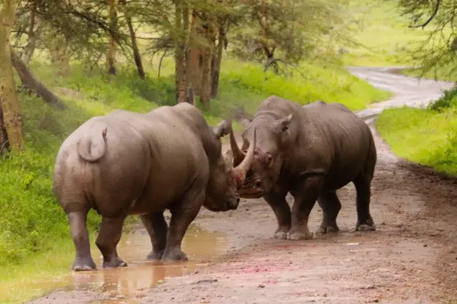 4 days maasai mara -Lake nakuru  4x4 jeep safari 