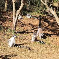 Lemurs in Antananarivo oh oh!!