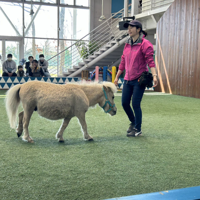 Horse riding park in Hokkaido 🇯🇵 