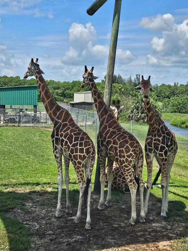 Palm Beach Zoo 🇺🇸