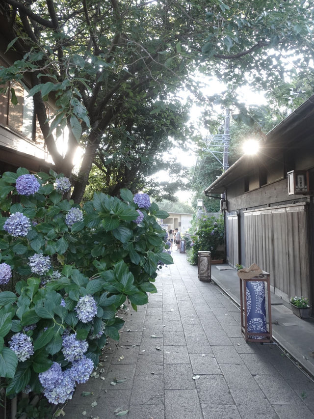 🇯🇵東京近郊江之島 絕美海岸線海鮮午餐