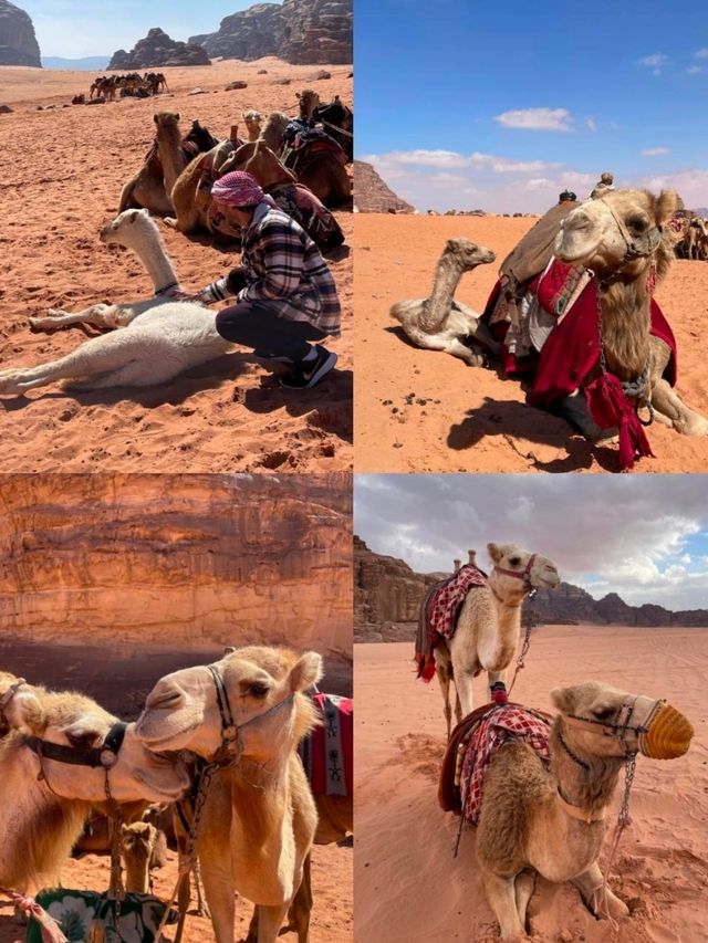 Bedouin Experience in Wadi Rum Desert 🇯🇴