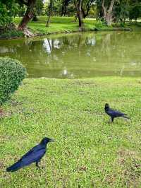 Where Locals Walk & Lizards Roam