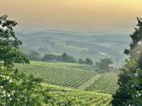 Vineyard visiting in Siena 